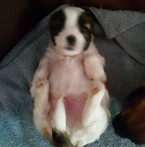 Meet your Posher, Ernesto